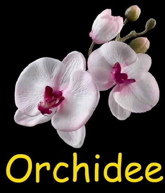 Orchidee Comines-Warneton Exterior foto